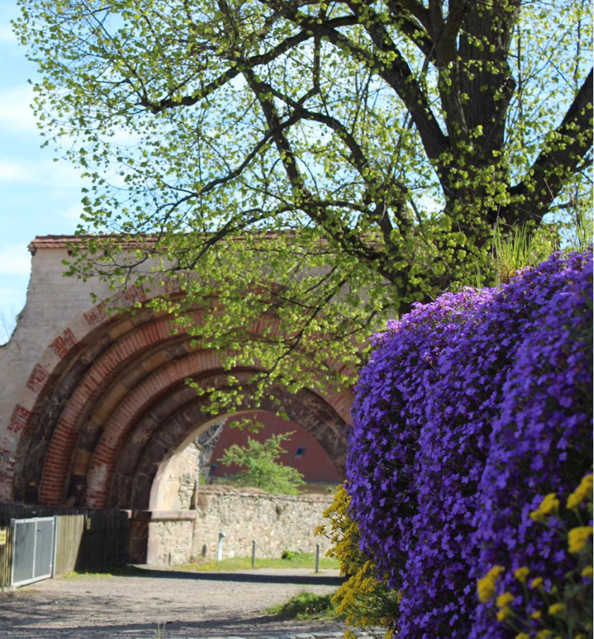 Torbogen Kloster Altzella, blauer Himmel, lila rankende Blumen rechts über der Mauer