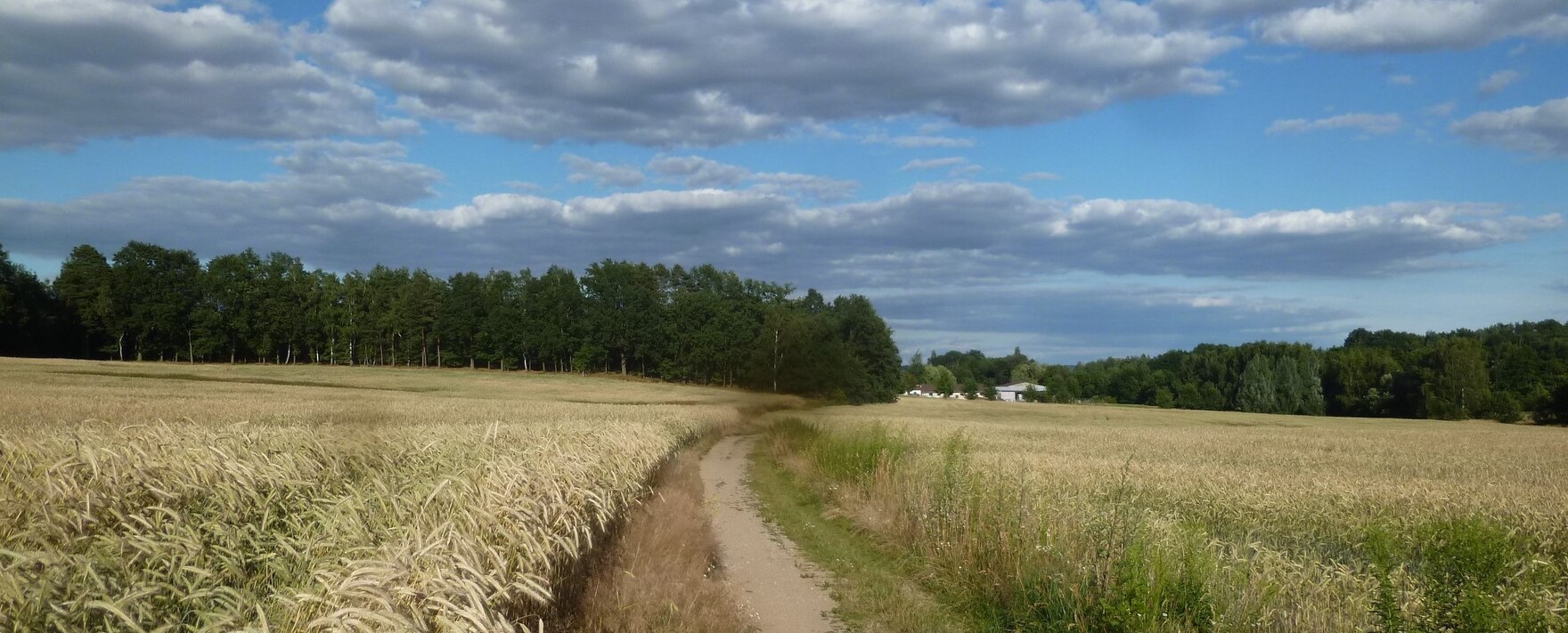 Reifes Getreidefeld mit Feldweg im Hintergrund Wald und ein landwirtschaftlicher Hof, blauer Himmel mit Wolken